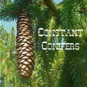 Constant Conifers – NaturExplorers Review thumbnail