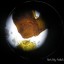 Sonlight Ultra Microscope -Investing in High School Science