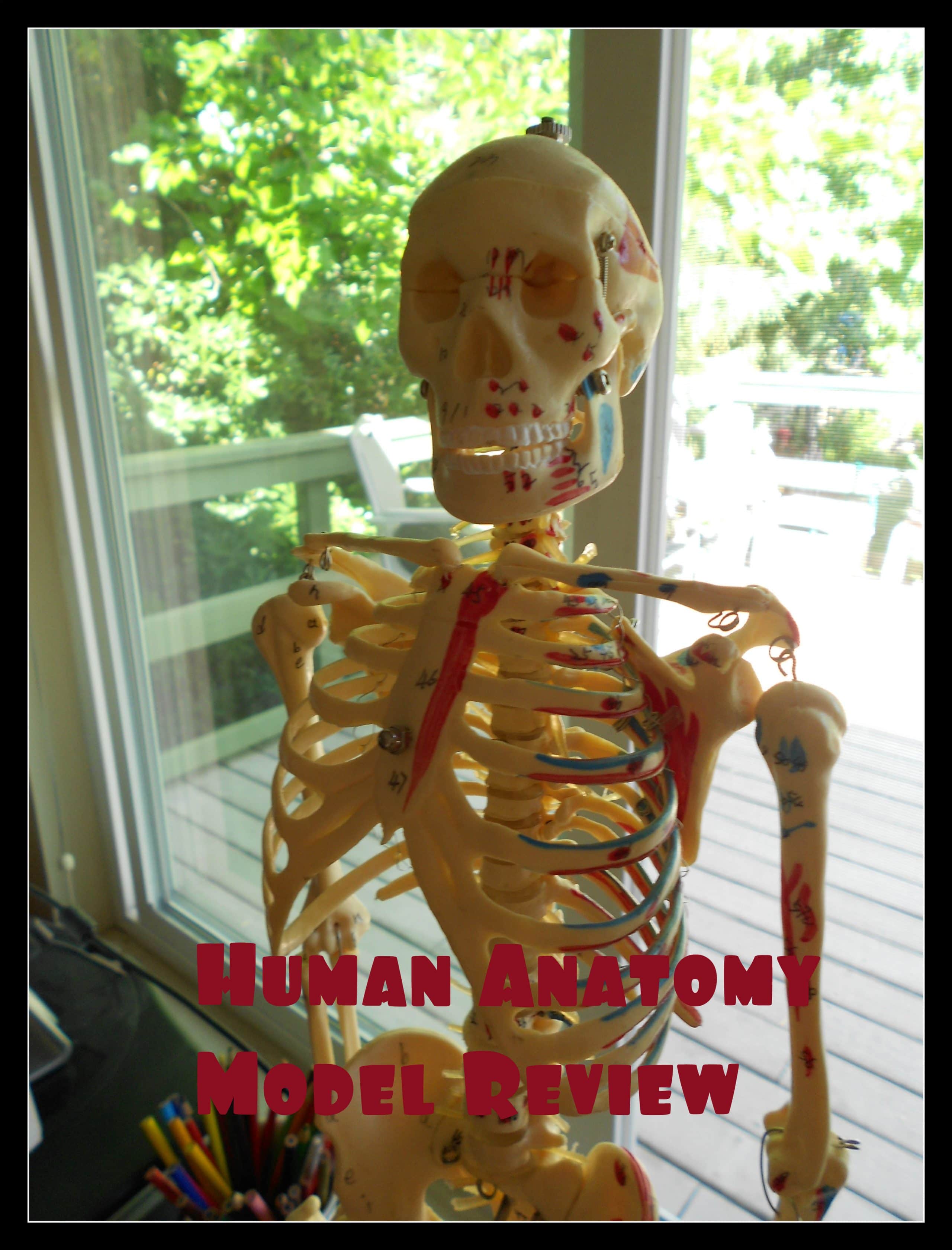 Human Anatomy Models and Study Aids