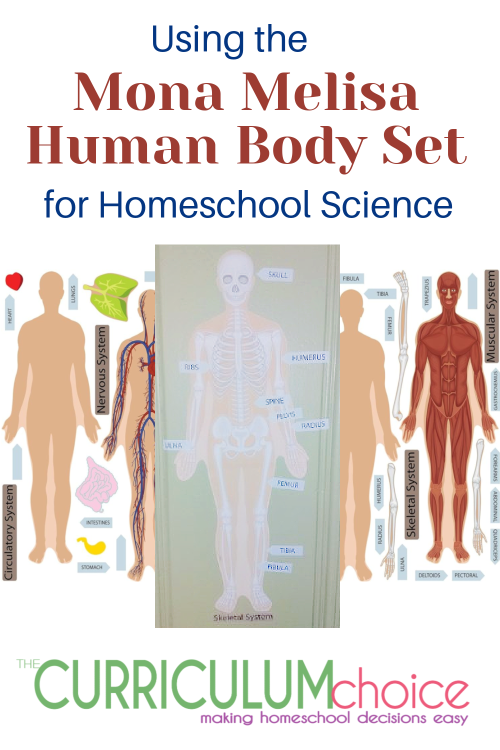 The Mona Melisa Human Body Set has been very useful to us as the perfect supplement to our homeschool science curriculum.