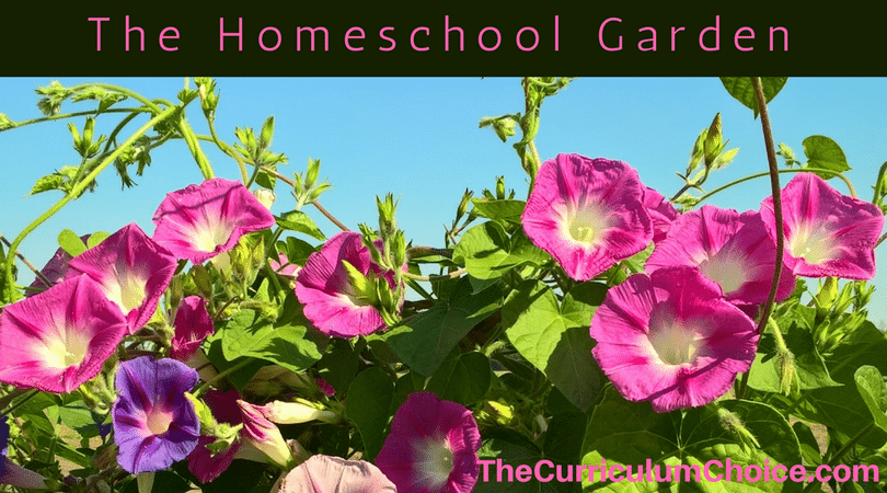 To help you homeschool outside this spring and summer, veteran Curriculum Choice homeschoolers have collected their suggestions about gardening, nature, nutritious eating, and more with the homeschool garden.