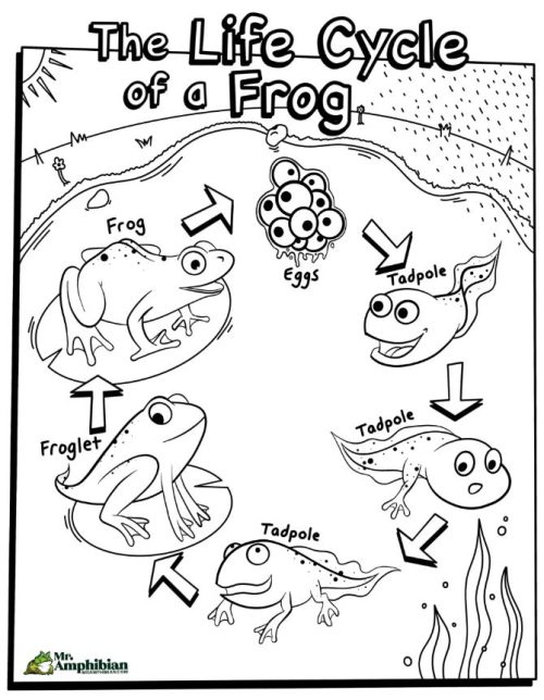 Life cycle of a frog coloring sheet